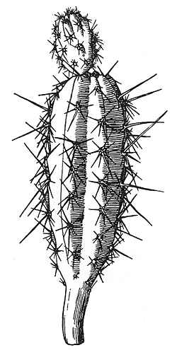 (Corryocactus aureus)